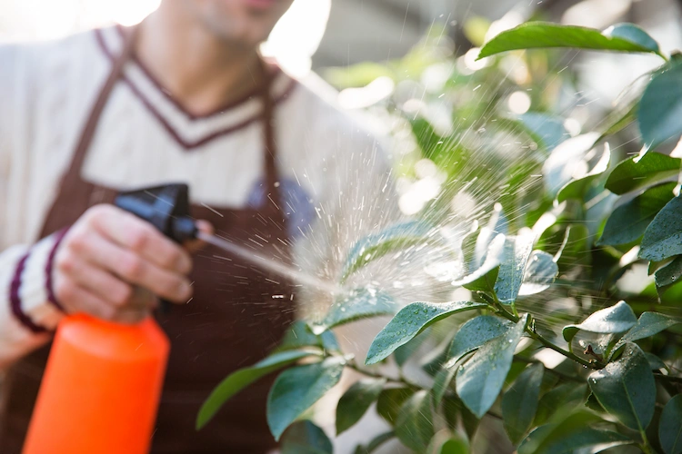 natürliche pestizide wie neemöl und pyrethin als pflanzenschutz anwenden und thripse bekämpfen