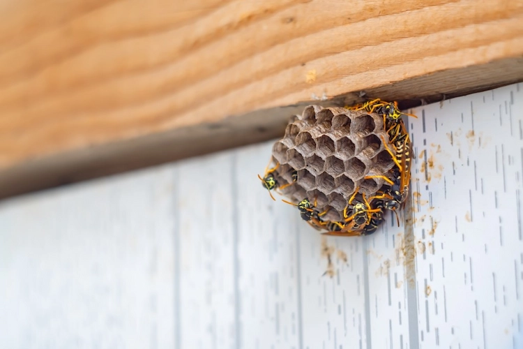 neugebautes wespennest entfernen mit hausmitteln und nach humanen methoden