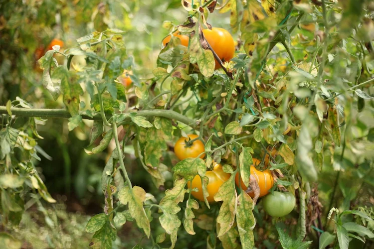 pflanzenkrankheiten oder schädlinge befallen tomaten und führen zu fäulen und schlechter ernte