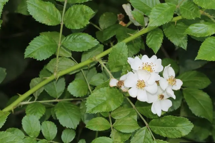 rosa Multiflora Büschelrose Wildrosen im heimischen Garten pflanzen