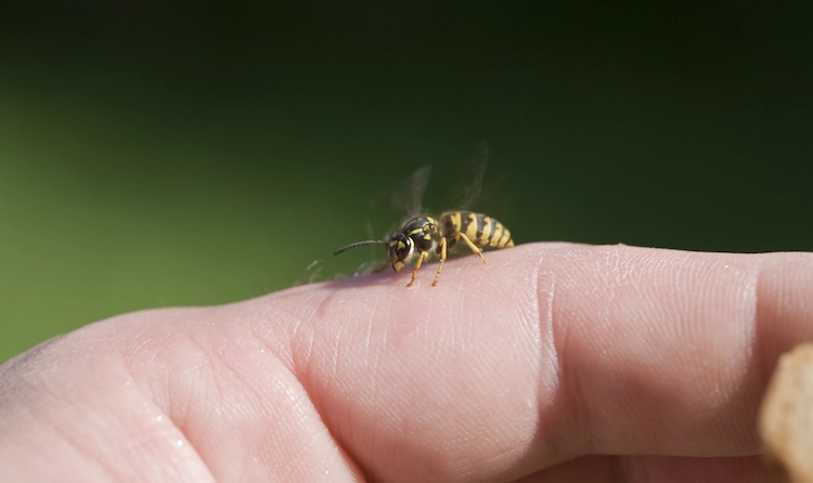 stiche von insekten im sommer vermeiden und durch die passenden hausmittel gegen wespen wirken lassen
