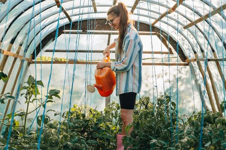 übermäßige bewässerung von tomaten wachsen nicht weiter
