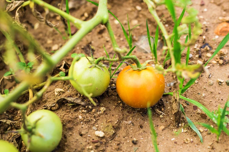unkraut und nährstoffmangel im boden kann sich auf tomaten auswirken