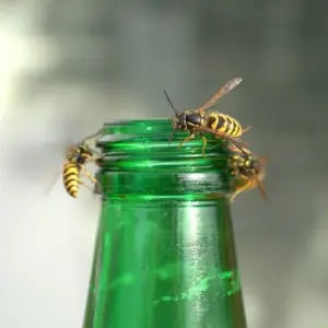 von bierflasche angelockte wespen kreisen um die flaschenöffnung und stellen eine gefahr für allergiker her