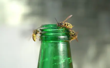 von bierflasche angelockte wespen kreisen um die flaschenöffnung und stellen eine gefahr für allergiker her