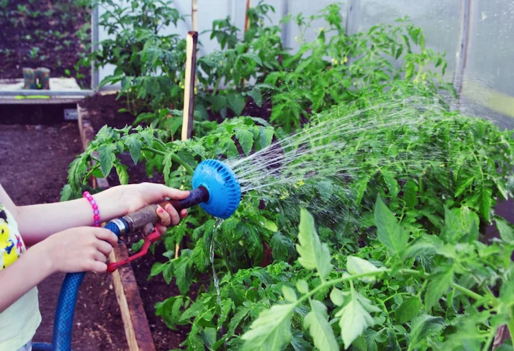 regelmäßige bewässerung von tomaten im garten und überwässerung vermeiden