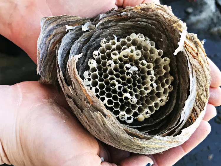 wie sich ein großes wespennest entfernen lässt