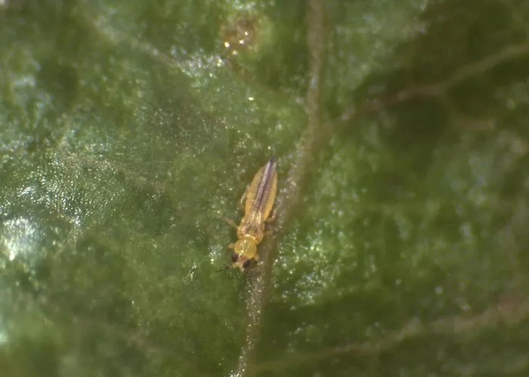 winzige larve von blasenfuß auf einem pflanzenblatt kann großen schaden anrichten