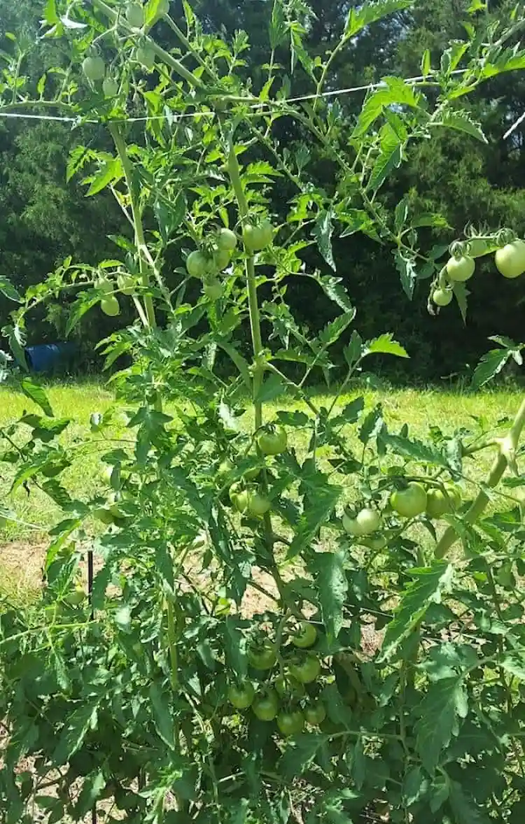 zu große reben bilden oder tomatenpflanzen wachsen nicht und mögliche ursachen für schlechte ernte