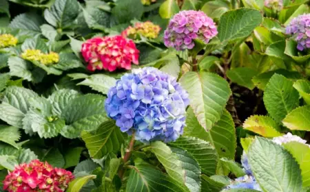 Ab wann blühen Hortensien - Liste mit Sorten und Blütezeiten