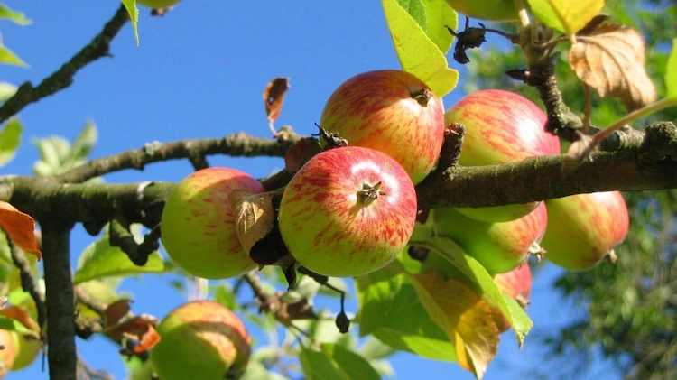 Der Sommerschnitt von Apfelbäumen führt zu einem weniger kräftigen Neuaustrieb und erhält die allgemeine Größe der Bäume