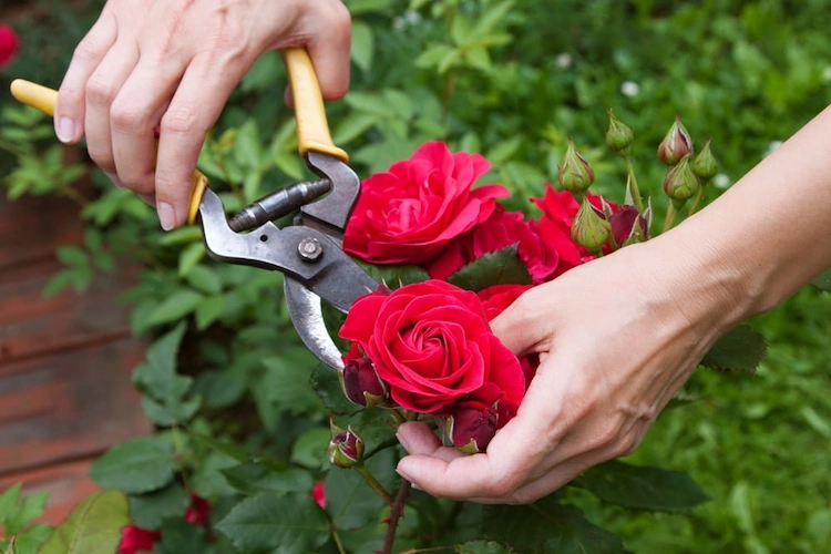 Alle Rosensorten profitieren von regelmäßigem Ausputzen, da die Blüten im Laufe des Monats verblassen
