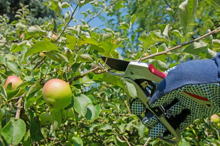 Allgemeine Tipps und Regeln für den Sommerschnitt am Apfelbaum