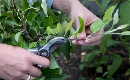 Apfelbaum im Sommer schneiden - Warum, wann und wie man den Sommerschnitt an den Obstbäumen macht