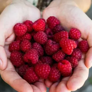 Befolgen Sie unsere Tipps für die Lagerung der Beeren