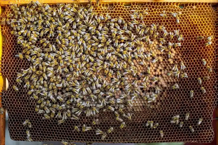 Bienenfreundlichen Garten gestalten - Tipps - Vermeiden Sie Pestizide