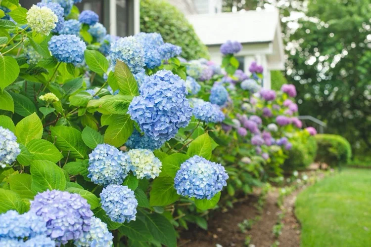 Blaue Hortensienblüten im Garten Tipps zur Vermehrung durch Stecklinge