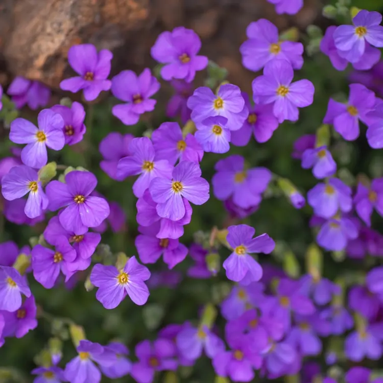 Blaukissen (Aubrieta) in den Garten pflanzen für Blüte im Frühling
