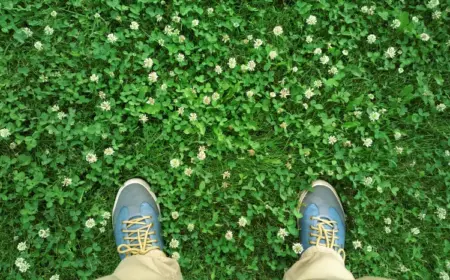 Blaukorn gegen Klee im Rasen Hausmittel Rasenpflege Tipps