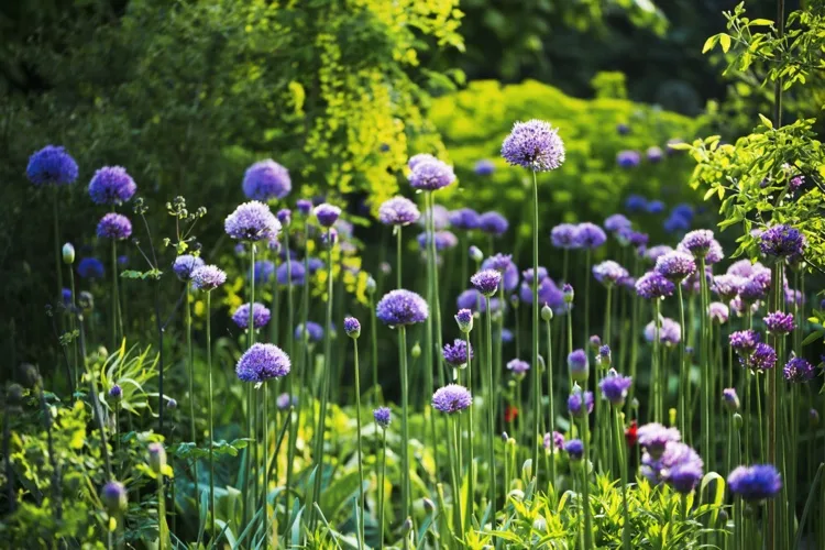 Blühende Zwiebel lila Allium im Garten