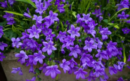 Bodendecker mit lila Blüten - Glockenblume (Campanula) ist eine schöne Staude