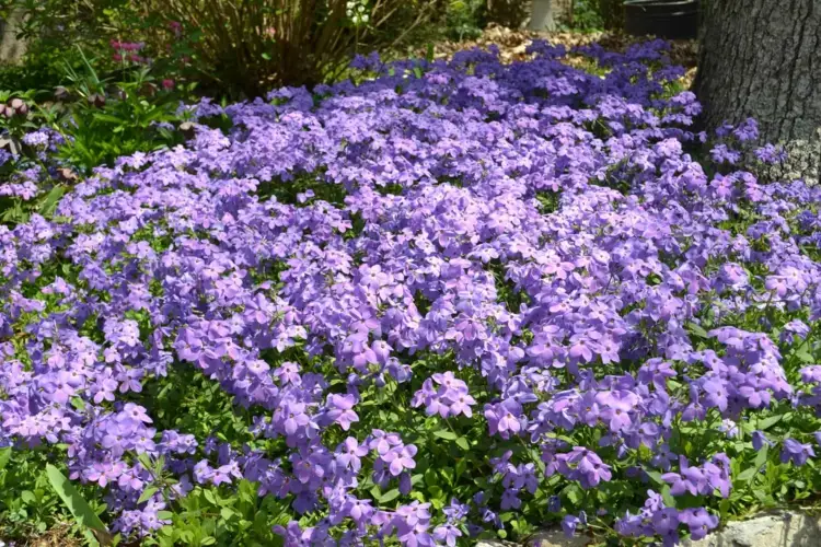 Bodendecker mit lila Blüten - Teppichphlox (Phlox subulata) für Sonne und Halbschatten