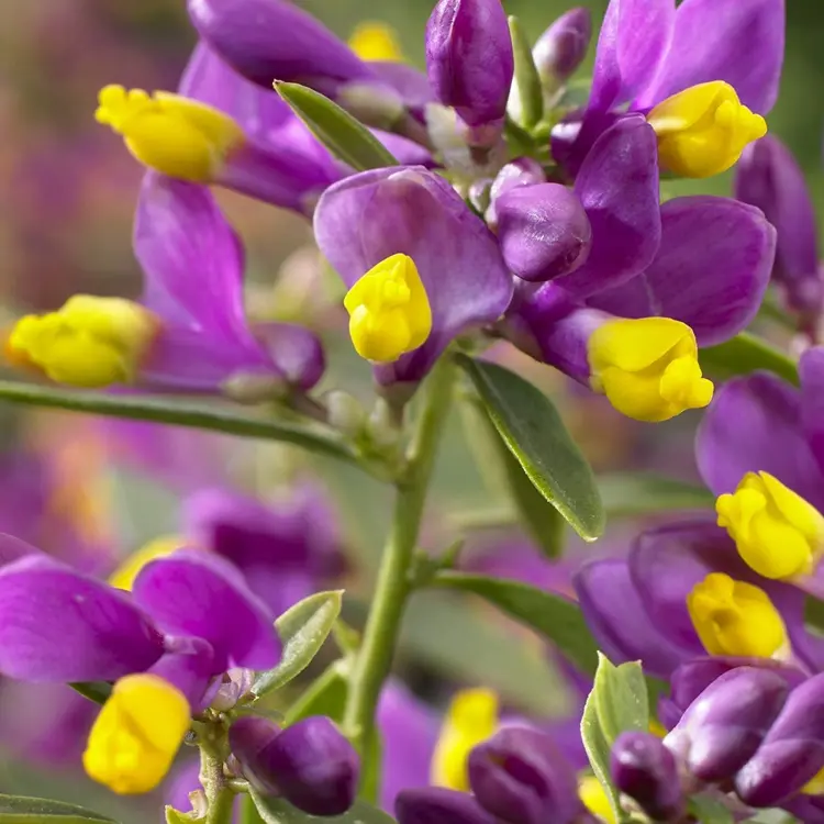 Bodendecker mit lila Blüten und einem Hauch Pink und Gelb - Buchs-Kreuzblume (Polygala chamaebuxus)