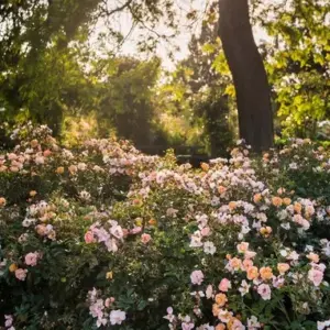 Bodendeckerrosen schneiden - Entfernen Sie beschädigtes Holz im März heraus