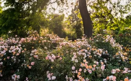 Bodendeckerrosen schneiden - Entfernen Sie beschädigtes Holz im März heraus