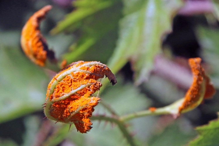 Brombeeren Krankheiten - Pflanzen, die mit Orangenrost infiziert sind, sollten entfernt werden