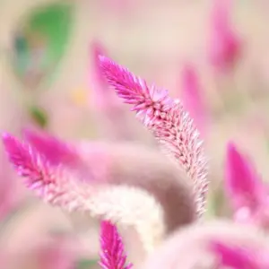 Celosia Caracas pflanzen und pflegen im Garten und Topf