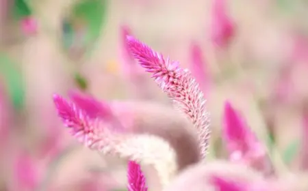 Celosia Caracas pflanzen und pflegen im Garten und Topf