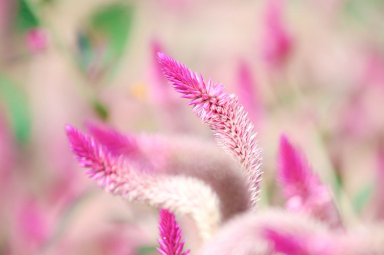 Celosia Caracas pflanzen und pflegen im Garten und Topf