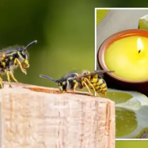 Citronella gegen Wespen vertreiben mit Kerzen und Duftölen