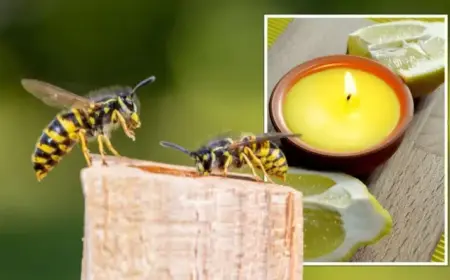 Citronella gegen Wespen vertreiben mit Kerzen und Duftölen