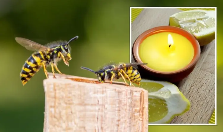 Citronella gegen Wespen vertreiben mit Kerzen und Duftölen