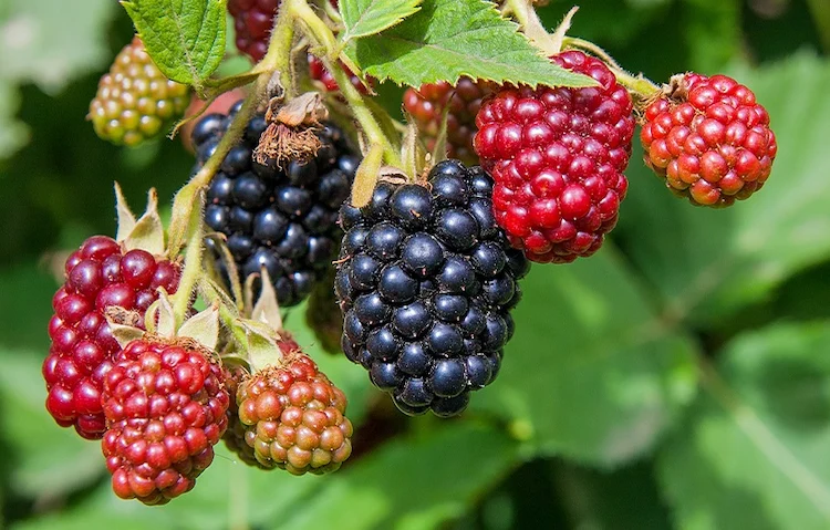 Den Sommerschnitt sollte man auf Fruchtsträuchern anwenden, damit die Menge der Früchte beeinflusst wird