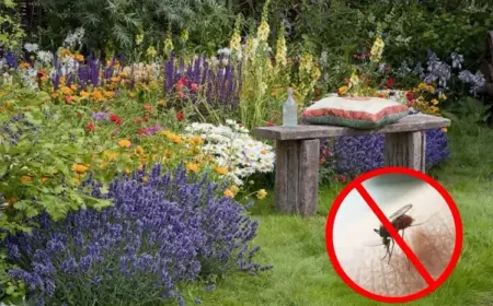 Die 7 besten Pflanzen die Mücken im Garten vertreiben