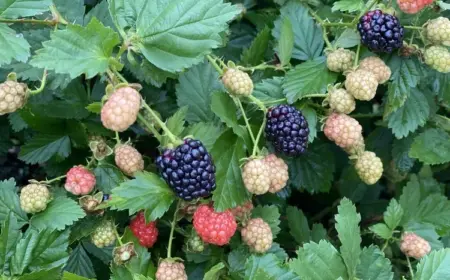 Die Brombeere ist ein mehrjähriger Strauch aus der Familie der Rosengewächse