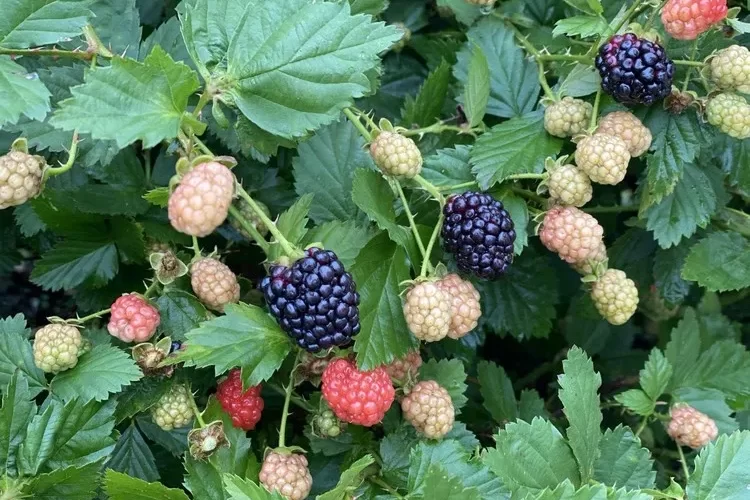 Die Brombeere ist ein mehrjähriger Strauch aus der Familie der Rosengewächse