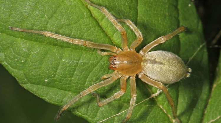 Die Dornfingerspinne kann als die giftigste Spinnenart in Deutschland bezeichnet werden