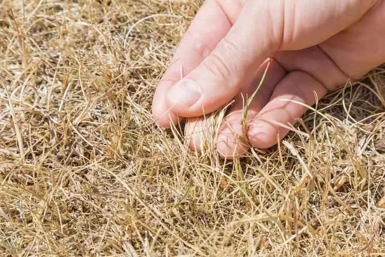 Ein Rasen vertrocknet an verschiedenen Stellen und nicht alle trockenen Stellen in Ihrem Gras haben die gleiche Ursache