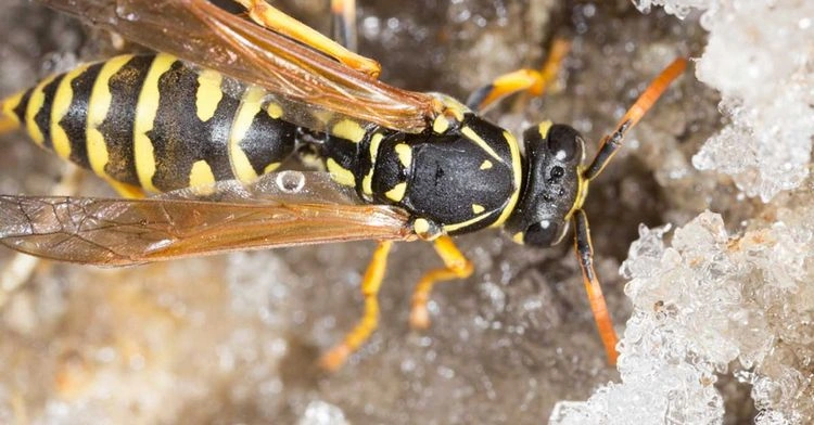 Wespen vertreiben mit ätherischen Ölen