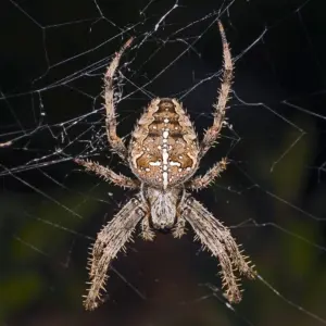 Erkennbar sind diese Krabbeltiere an dem typischen weißen Kreuz auf der Vorderseite des Hinterleibs