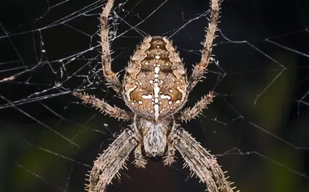 Erkennbar sind diese Krabbeltiere an dem typischen weißen Kreuz auf der Vorderseite des Hinterleibs