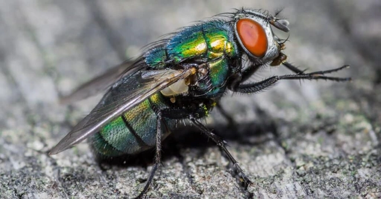 Es gibt viele sichere und einfache Möglichkeiten, einem Fliegenbefall vorzubeugen