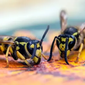 Essig gegen Wespen - Tipps, wie Sie das Hausmittel verwenden