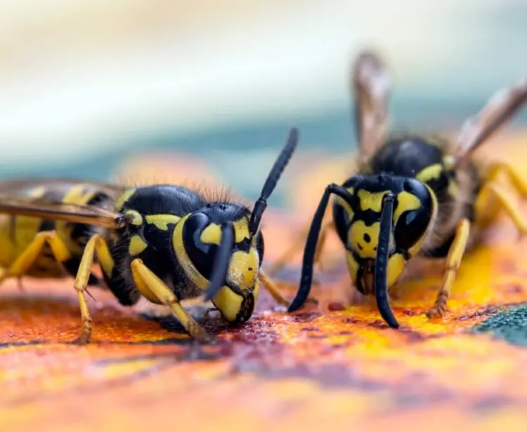 Essig gegen Wespen - Tipps, wie Sie das Hausmittel verwenden