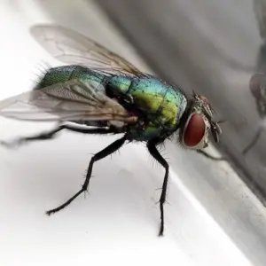 Fliegen können auch Viren und Bakterien übertragen