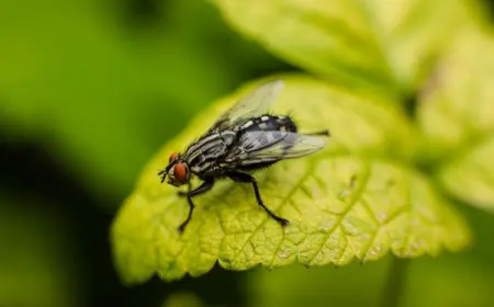 Fliegen vertreiben im Freien - DIY-Ideen und Tipps